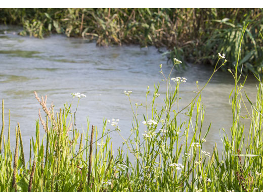 Segura River